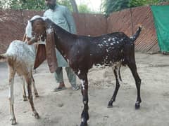 Makhi cheeni Bakray Available For Qurbani