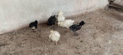 white poilsh chick hens