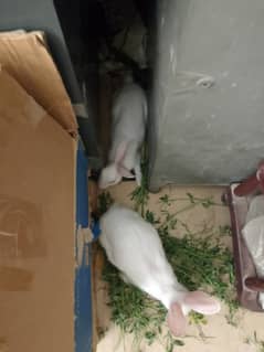 RABBIT RED EYES