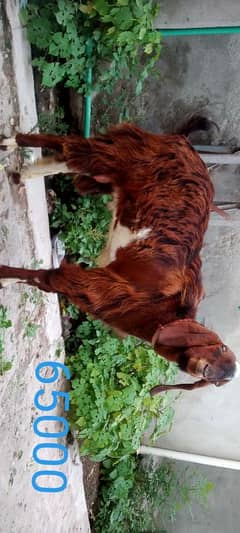 qurbani wali Bakra  do dant wali  03089063018