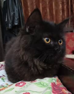 Persian Kitten