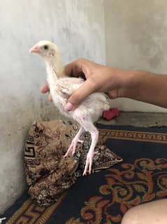 Heera aseel chicks