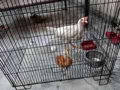 Desi hen