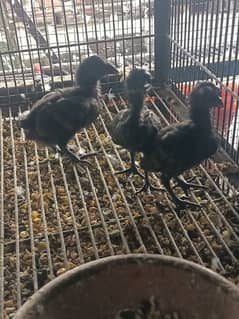Aseel Dragon Chicks