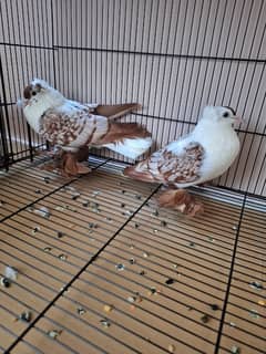 Fancy Pigeons Mix Breeds