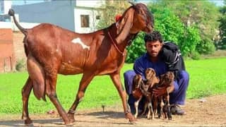 rajanpur bakre