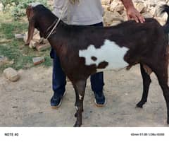 Qurbani bakray 2025