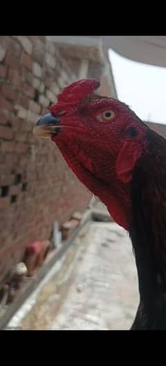 Japanese for sale murg