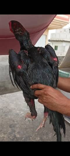 Japanese for sale murg