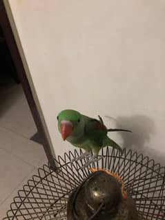 3 months old Kashmiri Raw parrot with cage
