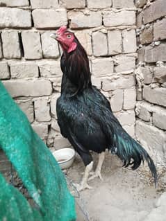 2 x aseel male for sale