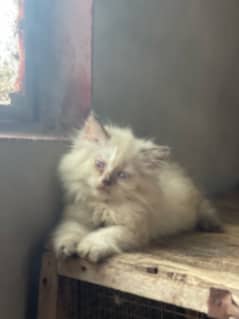 Himalayan female kitten