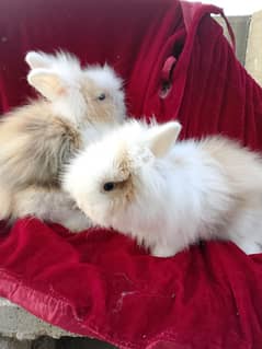 teddy beair pair hotot German gaint