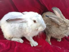 pair hotot German gaint