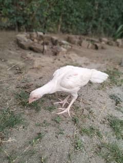 Aseel Heera (Paper white) Top Quality