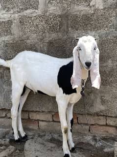 Gera bakra available