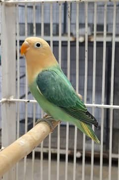 Love Birds in all Mutation