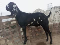 Bakra for Qurbani in Lahore