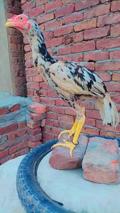 Pure Aseel Shajra Male // Price Fixed Hai