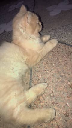 Fluffy Cat for sale