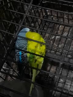 For sale