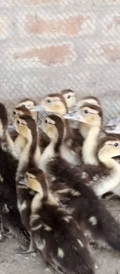 moscove duck and 18  chicks
