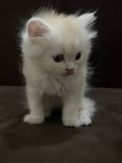 60 days old kittens