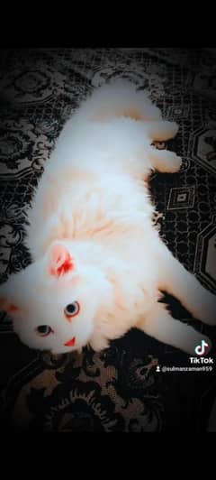 cat for sale cat eyes colour blue