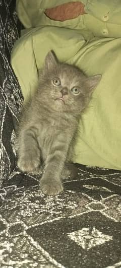 cat for sale