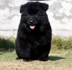 German Shepherd male poti for sale