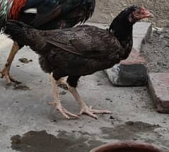Pakistani aseel hens (murgi) for sale