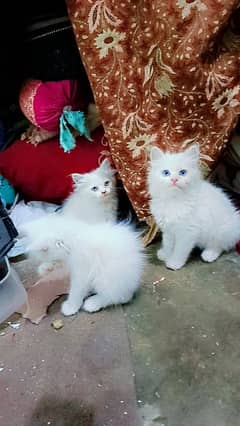 Persian