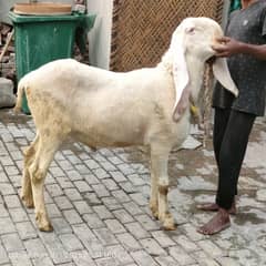 sheep