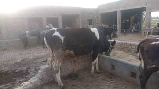 beautiful breeder wacha for sale
