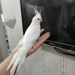 Hand