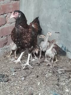 aseel chicks