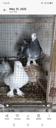 Pair for sale