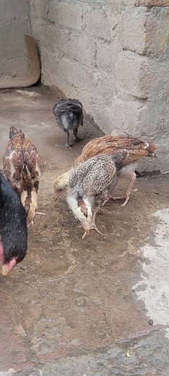 Aseel chicks for sale 5 pieces
