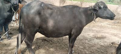 Katti for sale
