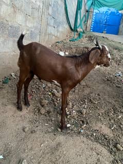 aik Bakra aik Bakrai