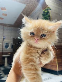 I want to sell my Persian triple coat punch face