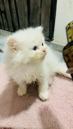 Persian cat female potty train triple code 03304246398 my WhatsApp