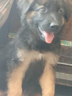 Male and famale puppies available and female German shepherd breeder