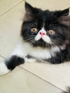 Persian kittens