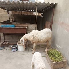 dumbian for sale