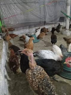 Golden misri chicks for sale.