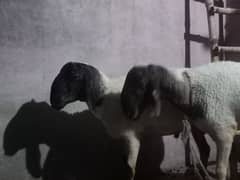 Qurbani