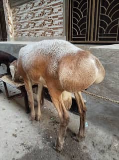 sheep for qurbani
