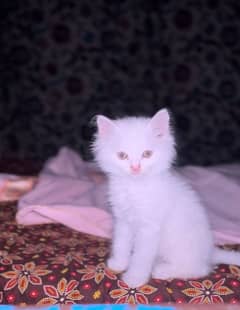 kiten