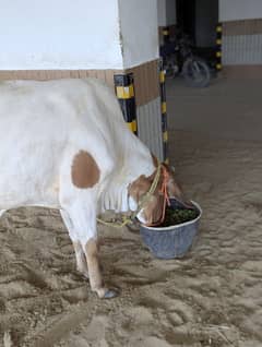 cow